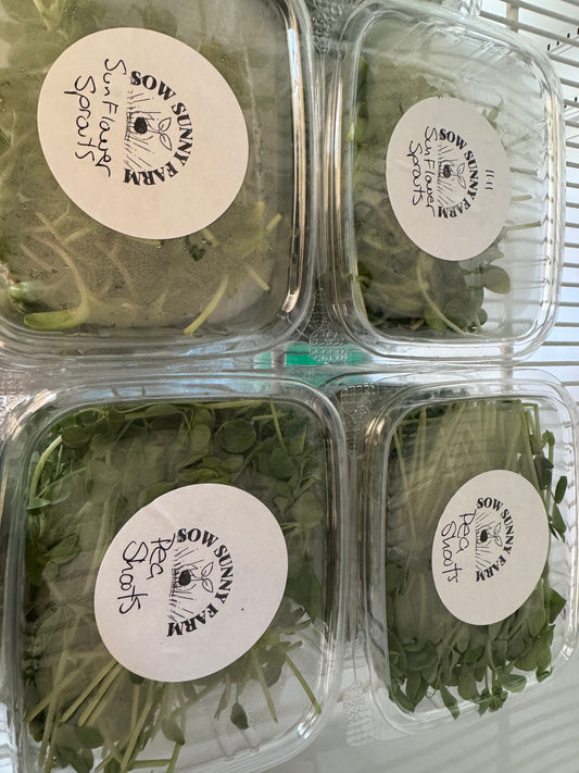 Sow Sunny Micro Greens