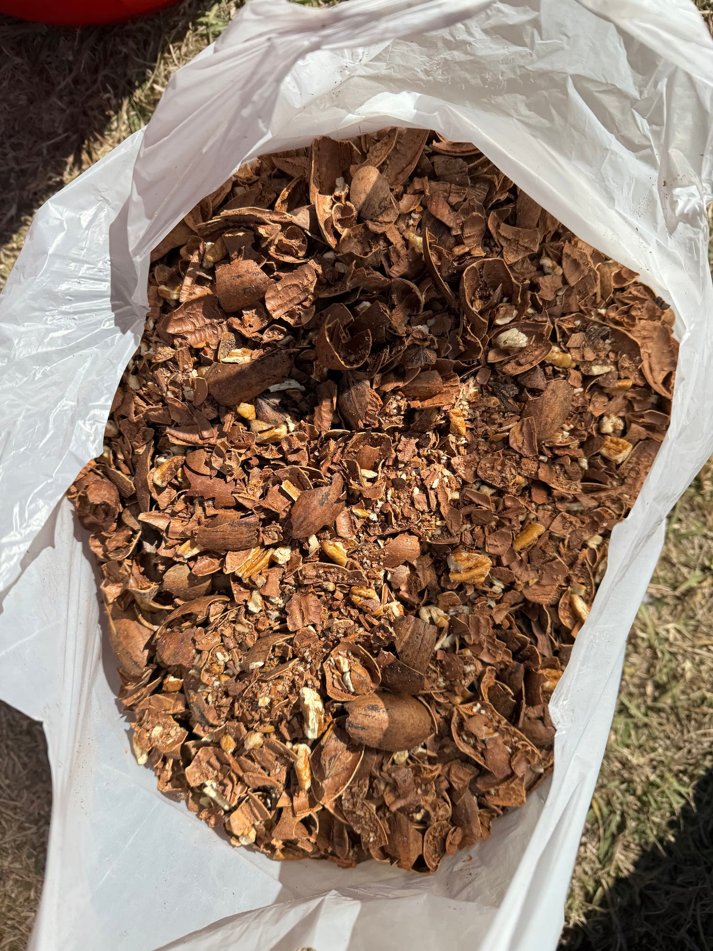 Empty Pecan Shells