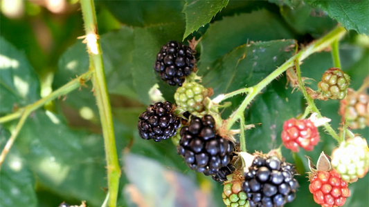 Blackberries 1 pound (Pick Your Own)