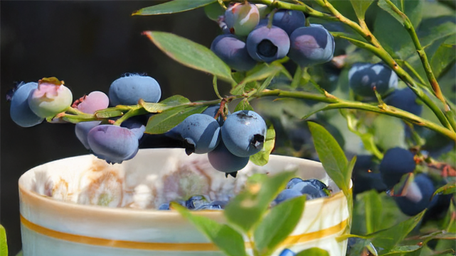 Blueberries 1 pound (Pick Your Own)