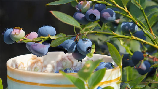 Blueberries 1 pound (Pick Your Own)