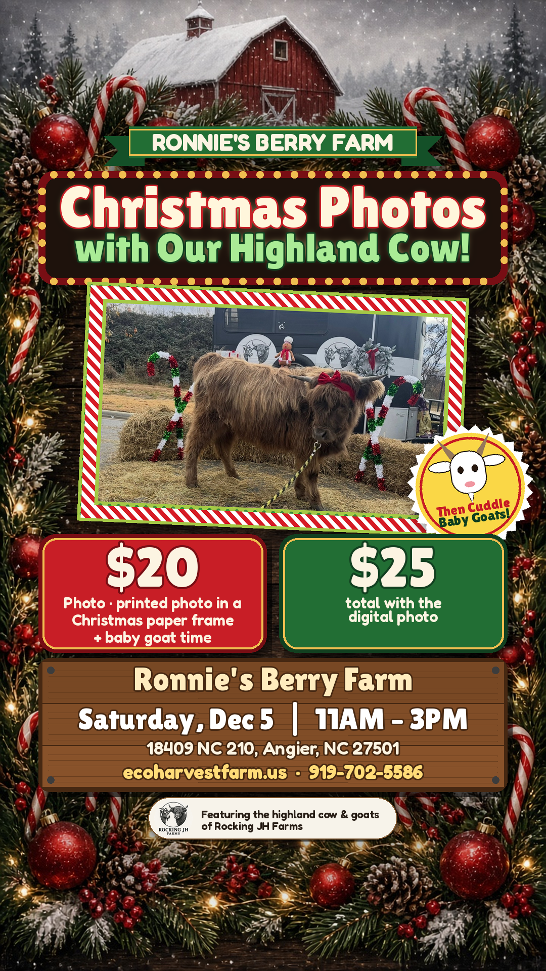 Christmas photos with the highland cow at Ronnie's Berry Farm, featuring Rocking JH Farms