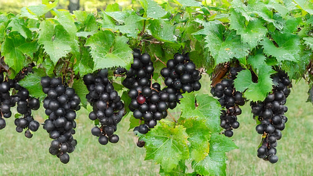 Muscadine Grapes 1 pound (Pick Your Own)