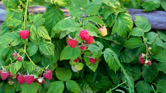 Raspberries 1 pound (Pick Your Own)