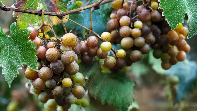 Scuppernong Grapes 1 pound (Pick Your Own)